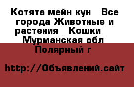 Котята мейн кун - Все города Животные и растения » Кошки   . Мурманская обл.,Полярный г.